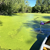 A person takes a sample from an algae covered river or lake