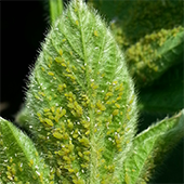 Soybean aphid-infested leaf