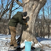 a man tapping a maple tree