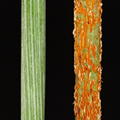wheat rust comparison
