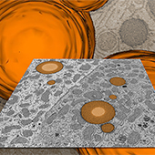 Electron micrograph of thin section of two cells
