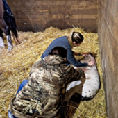 students care for newborn foal