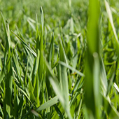 turfgrass example