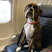 Huck the dog on an airplane seat
