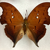 Ahrenholz butterfly specimen