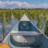 canoe in rice field