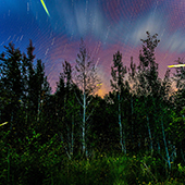 fireflies among forest trees and sky