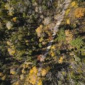 fall colors seen from above