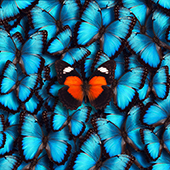 Red butterfly in center of many blue butterflies