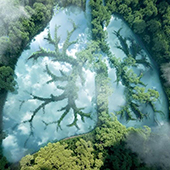 graphic of transparent lungs with foliage inside signifying a breathing earth