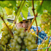 Colin Zumwalde examines a grape vine