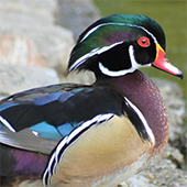  A wood duck