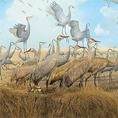 Bell Museum mural featuring flock of herons