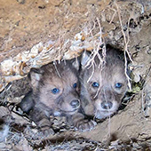 wolf pups peer out from den