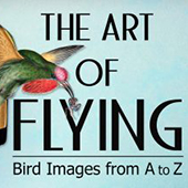 Advert reading "The art of flying"