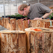 Brian Aukema inspects logs with pine beetle damage