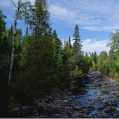 A northern MN forest along a rocky stream
