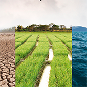 tryptic image of drought, green farmland, and ocean