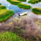 Person harvesting grass from Mekong River