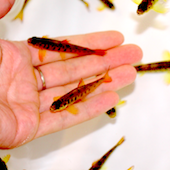 person's hand holding small minnows