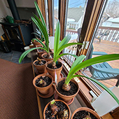 Amaryllis plants on windowsil