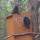Fishers play on a den box in a tree