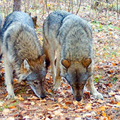 Wolves smelling ground for food