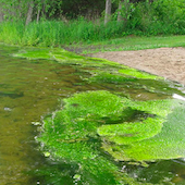 an algae bloom