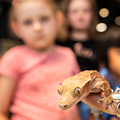 A child looks at a gecko at a Bell sensory event
