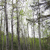 forest of aspen trees