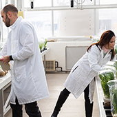 People in lab coats in the cereal disease lab working with plants