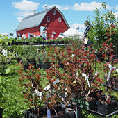 A red barn with plants for sale in the foreground