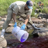 Researchers add dye to a stream