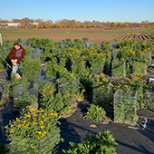 Common tansy experimental research plot in St. Paul