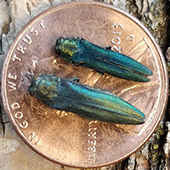 Two emerald ash borers rest on a penny