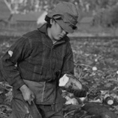 A person harvesting sugar beats in the 30s