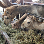 camels duck heads under a fence to eat hay