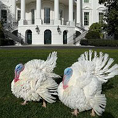 Turkeys on the white house lawn