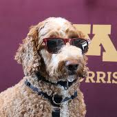 Archie, a curly haired dog wearing sunglasses