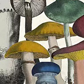 drawing of various mushrooms