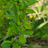 Hybrid barberry with rust infection