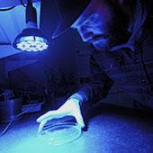 Mady Larson examines a petri dish under blue light