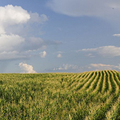 a field of a grasslike crop 