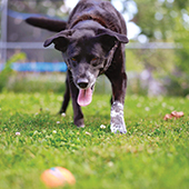 a black dog with a white paw stares at a tennis ball on the ground 
