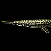 a fish with mottled coloring and a very long nose/snout called a Gar
