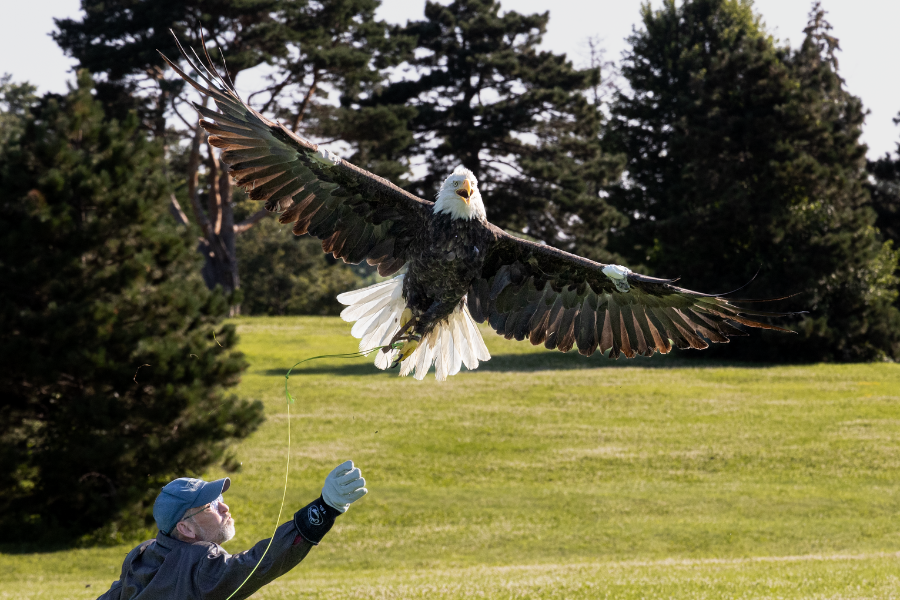  A Raptor Center volunteer flight tests a bald eagle patient using a long cord tethered to the volunteer outdoors.