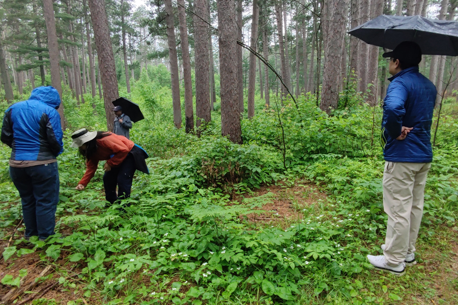  Four people work in a rainy forest.