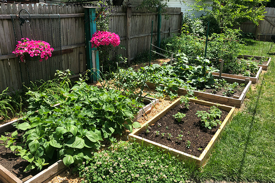  Multiple raised beds in a vegetable garden.
