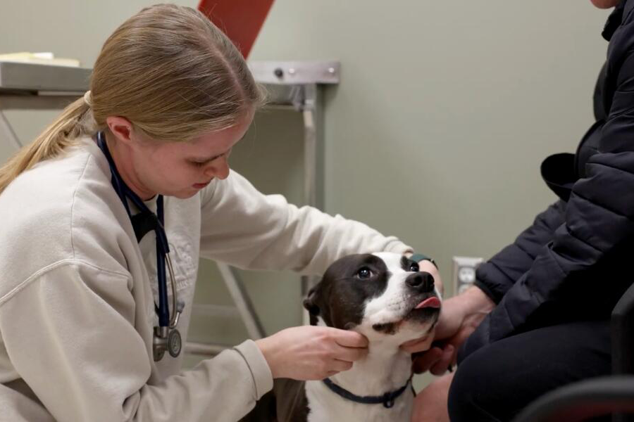  A veterinary student with a stethoscope examines a black-and-white dog held by its owner in a clinic setting.