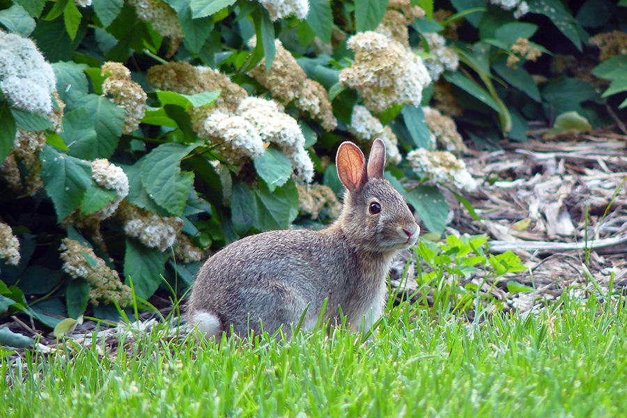 Rabbit sitting in the grass in front of dense, green shrubs with white flowers.